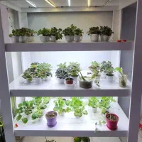 استند ام دی اف