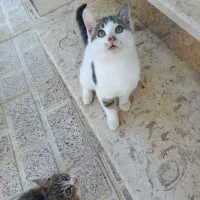 واگذاری بچه گربه