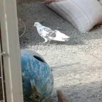 کفتر همه چی تموم