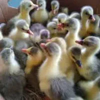 غاز|حیوانات مزرعه|شیراز, قلعه نو|دیوار