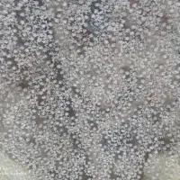 لباس نامزدی  و عقد شیک|لباس|پاوه, |دیوار