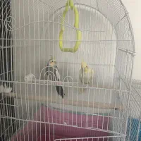 یک جفت عروس هلندی نروماده مولد همراه با یک جوجه|پرنده|داران, |دیوار