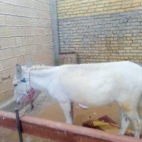 خر ماده جوان سرعت عالی قیمت توافقی