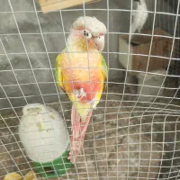 عروس هلندی . مرغ عشق . گرینچک .|پرنده|ایلام, |دیوار