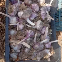 سیر بذری
