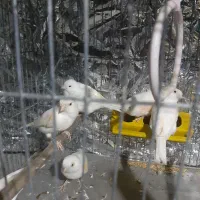 قناری مهدیشهر|پرنده|مهدی شهر, |دیوار