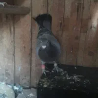 دوعدد کفتر|پرنده|اسفراین, |دیوار