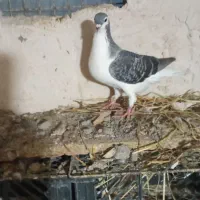 کبوتر پرشی