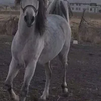 چند راس اسب نر و ماده کورد