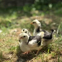 جوجه نژاد گلین|حیوانات مزرعه|نکا, |دیوار