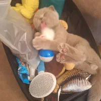 گربه اسکاتیش نر یکساله، رنگ طوسی ملوس و سالم|گربه|اردبیل, |دیوار