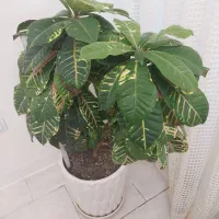 فروش گل کروتون بهمراه گلدان