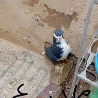 کبوتر تهرانی و قزوینی