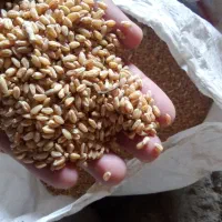 گندم پیشگام