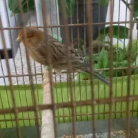 قناری مست شلاقی|پرنده|قیدار, |دیوار