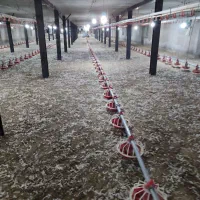 کود مرغی|خدمات باغبانی و درختکاری|کرمانشاه, |دیوار