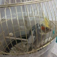 عروس هلندی