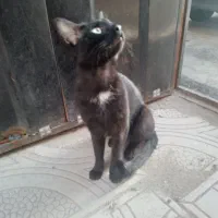 مژدگانی *گمشده گربه* سیاه سینه سفید کشیده لاغر|حیوانات|تبریز, |دیوار