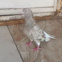 کفتر|پرنده|اهواز, کوی صادقیه|دیوار