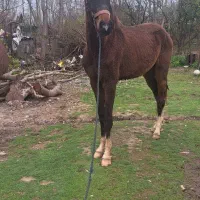 کره نریان ترکمن ۲۱ ماهه مشکی ۴ قلم سفید