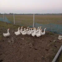 قوغاز گردن ماری نر