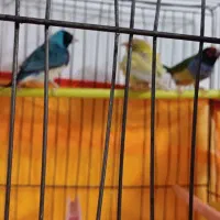 فنج گلدین ۲عدد احتمالا نر|پرنده|زاهدان, |دیوار