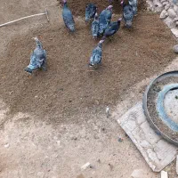 بوقلمون|حیوانات مزرعه|قره ضیاالدین, |دیوار