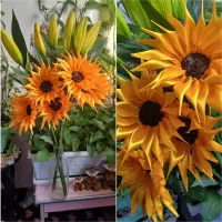 گل آفتابگردون و رز روبانی