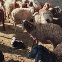 گوسفند زنده با پایین ترین قیمت