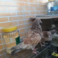 کبوتر هندی برنجی