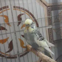 مرغ عشق انگلیسی نر