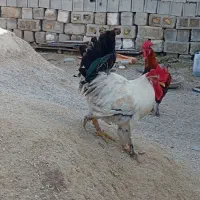 یک عددخروس دیلگونی پا پر