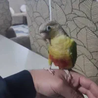 طوطی گرینجیک اهلی