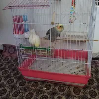 سلام|پرنده|رابر, |دیوار