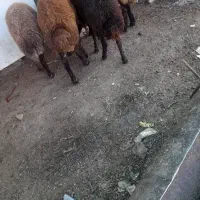 بره میش قوچ بز بزغاله  گوشتی