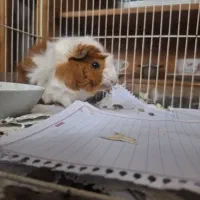 خوکچه هندی|موش و خرگوش|مشهد, احمدآباد|دیوار