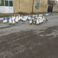 فروش تعدادی غوغاز سالم وچاق وتخم گذار|حیوانات مزرعه|خمین, |دیوار