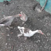 غاز|حیوانات مزرعه|شفت, |دیوار