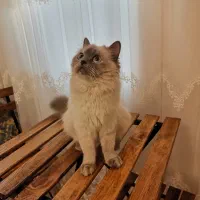 گربه نژاد doll cat