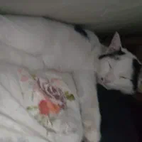 گمشده|حیوانات|پردیس, فاز ۲|دیوار