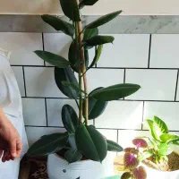 یک عدد گل فیلکوس ارتفاع یک متر با گلدان سرامیکی