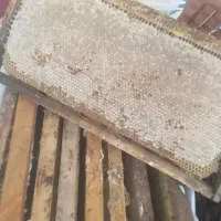 عسل ۵۰۰ کیلو یکجا