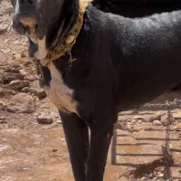سگ سرابی اصیل