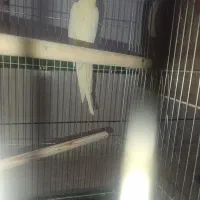 عروس مولد لوتینو با جوجه|پرنده|آران و بیدگل, |دیوار