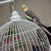 عروس هلندی نر