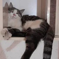 گربه dsh گمشده