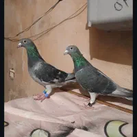 کبوتر وانروی نروماده