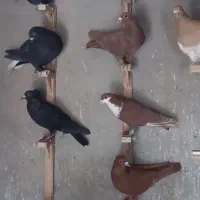 کفتر