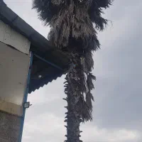 فروش پالم زمینی