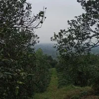 فروش زمین باغی سلاکجان (قیمت توافقی)|فروش زمین و ملک کلنگی|واجارگاه, |دیوار